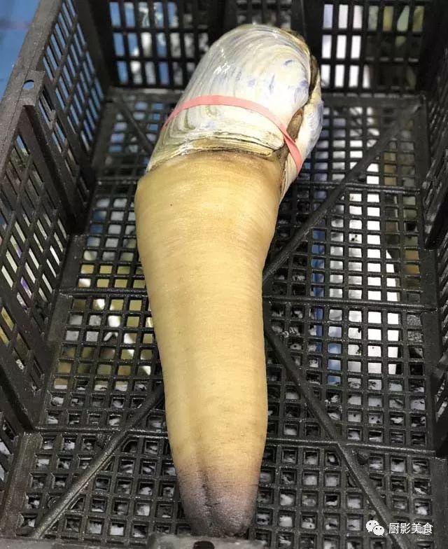 40头的花胶是几级 2025年花胶40头是什么意思?