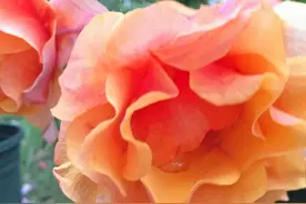 珍惜你的信用额度图片