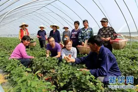 年轻人该如何“吃苦”图片