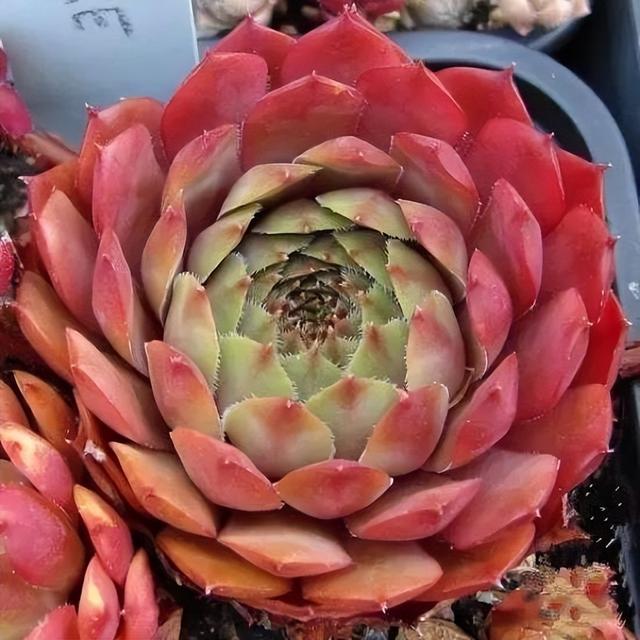 270种常见多肉图谱，一分钟认全！