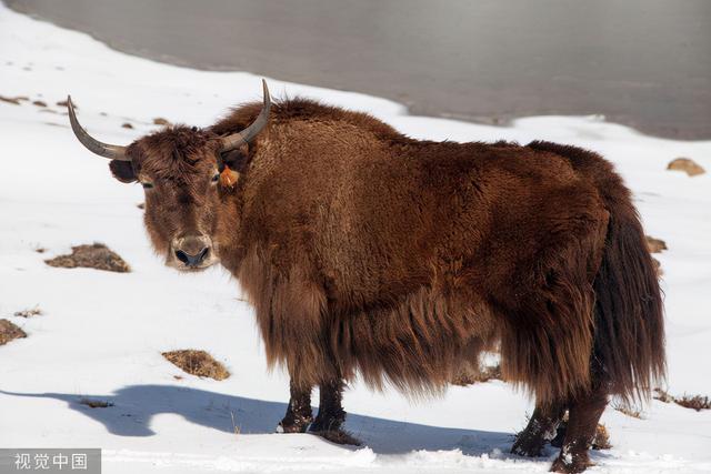 牦牛的养殖方法和技术大全_农业技术网