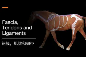 马的站定系统和脊柱韧带图片