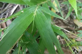 小小一片竹叶心，竟然作用这么多，特别是爱发脾气的朋友，收藏了图片