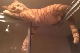 猫咪会喜欢偷看你洗澡吗？原来背后的真相竟如此暖心！图片