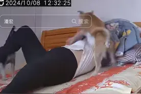 养了多年宠物狗突然疯狂撕咬主人，关禁闭后仍不服，眼神让人后怕图片