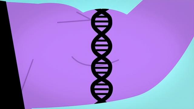 肌肉是如何生长的？