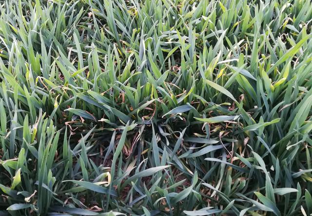 小麦一喷三防第一遍药什么时间打？过早过晚都不行，2点很关键