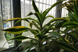 金边香龙血树开花，富贵到我家图片