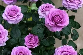 一年开三季的“3种”月季，花色漂亮，花苞极多，种阳台不停开花图片