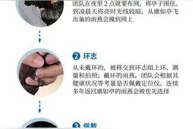 一图看懂 | 往返三万公里，北京雨燕迁徙之路最新揭示图片