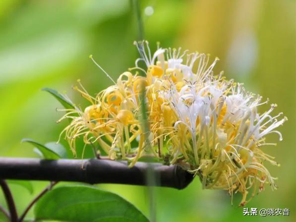 广西资源县特产有哪些？