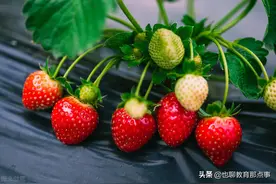 部编版（五四学制）语文六年级下册古诗文专练图片