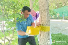 蚜虫来袭 虫害防治部门出手了图片