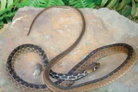 蛇类名录——游蛇科（二）图片