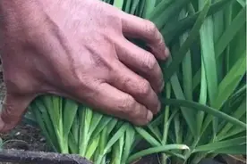 蒜即是葱，你分得清蒜薹蒜苗蒜黄小葱香葱大葱韭黄吗？图片