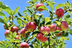 关于苹果，这些知识你知道吗？图片