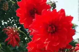 想念你，牵挂你，我深爱的你，你是我最美的相遇，是我最真的爱图片