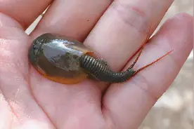 秧田里的短命益虫，寿命仅3个月，儿时抓来喂鸭子，现在当宠物养图片