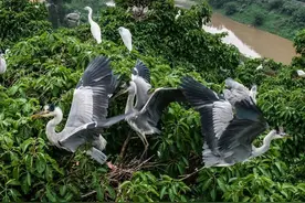 在茅台酒厂上班，是种什么体验？图片