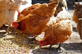 养鸡技术｜养鸡一天喂几次，什么时间喂食合适？图片