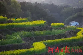 新县：油菜花开 乡村如画图片