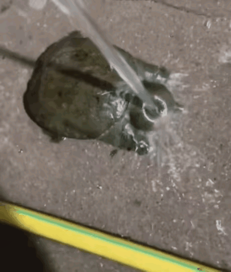 鳖被蚊子咬了必死？图片