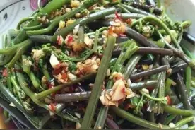 蕨菜是一种什么样的植物？图片