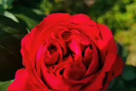 一鲸落，万物生图片