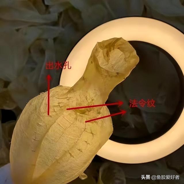 黄花胶和白花胶营养价值一样吗 黄花胶和白花胶有什么区别
