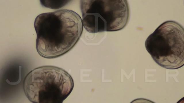 「干货」南洋金珠专题直播精彩集锦,专家教你怎么看南洋珍珠