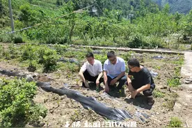我与贵州共成长丨省生物技术研究所魔芋研究室主任、专家丁海兵：“小田”到“大田”丰收的“魔”力图片