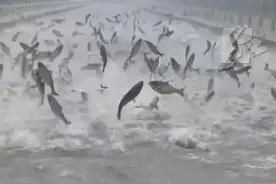 沈阳暴雨后惊现“鱼跃龙门”！鱼群“狂欢”，网友：要成精了？图片