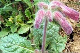 地黄种植技术及亩收益图片