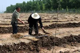 250块一公斤干的蚯蚓，用牛粪就可发酵成料，40天可出产图片