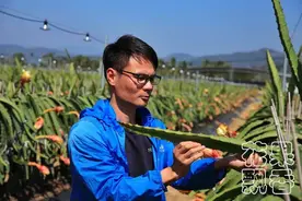 燕窝果的明天，会不会就是红心火龙果的今天？图片