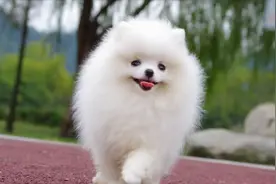 城市三大“恶犬”，你家可能也在其中图片