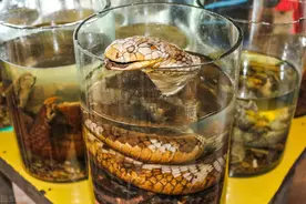 泡酒的蛇为什么很久都不死？图片