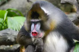 “宁遇豺狼，不碰山魈”，山魈究竟是什么，为何让人如此忌惮？图片