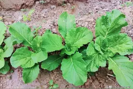 不要再单用人尿种植蔬菜了，加入三类材料，几天变成高效肥图片