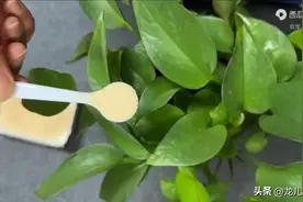 酵母粉养花真厉害，花店不外传的秘诀，枝繁叶茂，花朵鲜艳爆满盆图片