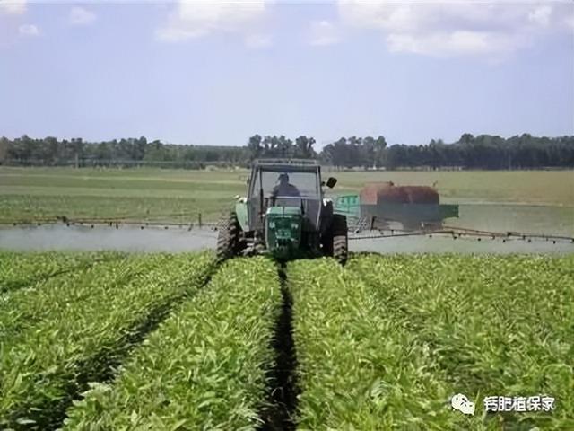 钙肥的种类有哪些？有什么分别？