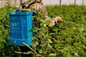 磷酸二氢钾精准稀释倍数是500倍，在具体使用中，应该怎样稀释？图片