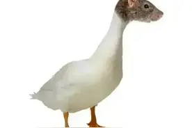 相较于“鼠头鸭脖事件”的骚操作，胖东来回应荔枝长虫堪称教科书图片