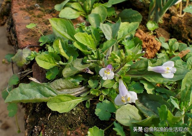 踏春必备“百草图”之三，身边那些有价值的野草，你能认识几种？