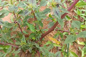 农村这种带刺植物，越老价值越高，民间俗称“土人参”，你可认识图片