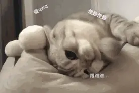 表情包：撒娇小猫咪，谁能抵挡住？图片
