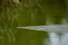 江里游泳突然被蛇追，两男子拼命躲避，水里遇上蛇真的很危险吗？图片