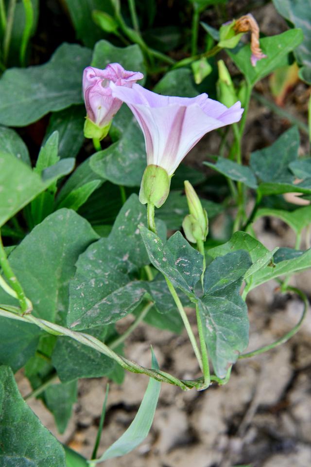 打碗花,田旋花,旋花和藤长苗都俗称喇叭花,大家能分得清吗?