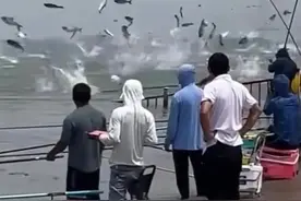 武汉杨泗港鲢鳙鱼群飞跃，什么原因导致，网友：有不好的事情发生图片