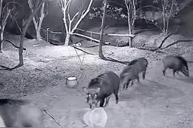 野猪入侵：一场持久战图片